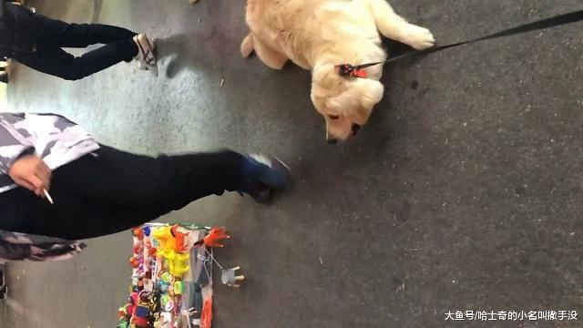 狗狗看见玩具就走不动了, 不给买就不走, 养狗就跟养了个孩子一样