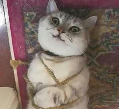 网友发现猫咪偷腥, 一怒之下将它绑了起来, 猫: 你还有这样的癖好