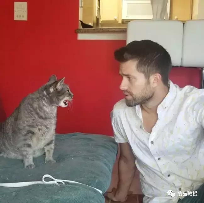 一个单身猫奴的生活, 竟然这么忙的吗?