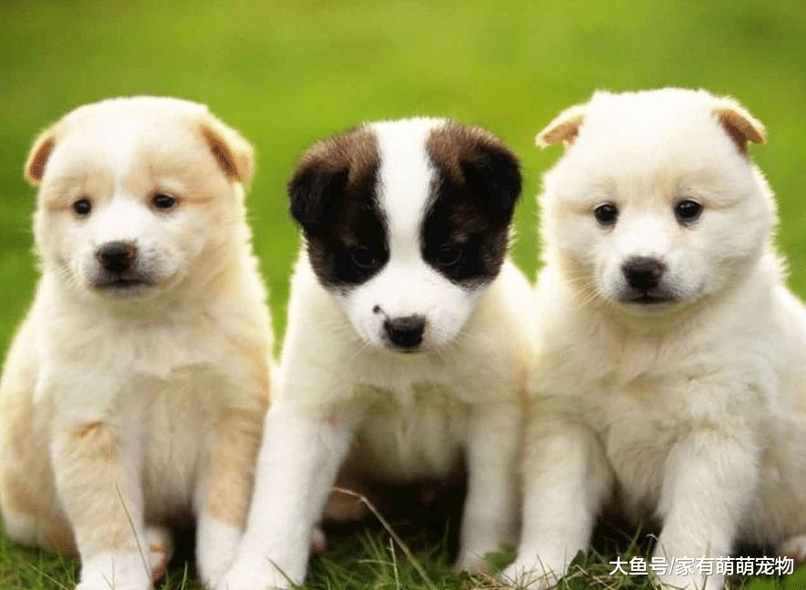 狗狗毕竟智商有限, 想要它听你的话, 训练要注意这3件事!