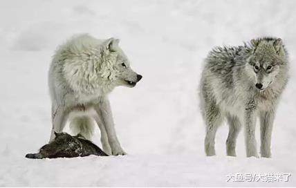 东北虎为什么喜欢捕食狗? 狗: 这都怪狼