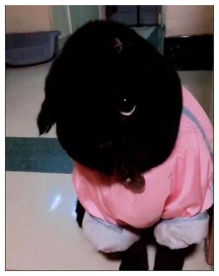 猫咪肤色太黑, 主人发来求助帖, 网友: 这不是缺点, 是优点啊!