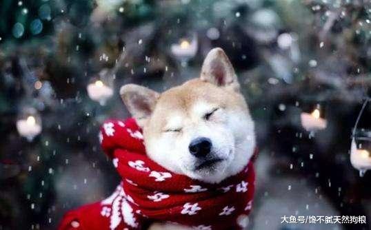 狗狗发抖只是觉得冷? 你却不知道背后的5个原因!