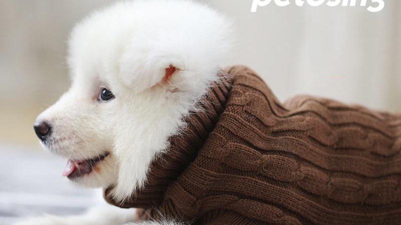 如何让狗狗健康过冬? 铲屎官须知!