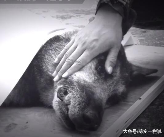 曾在512大地震中定位了206名的搜救犬银虎, 它走了, 英雄一路走好