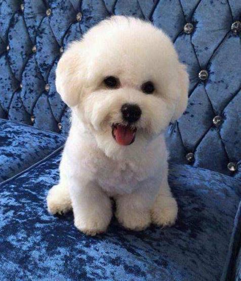 比熊这样养, 养了3年都没泪痕! 分享一位资深铲屎官的养狗秘诀!