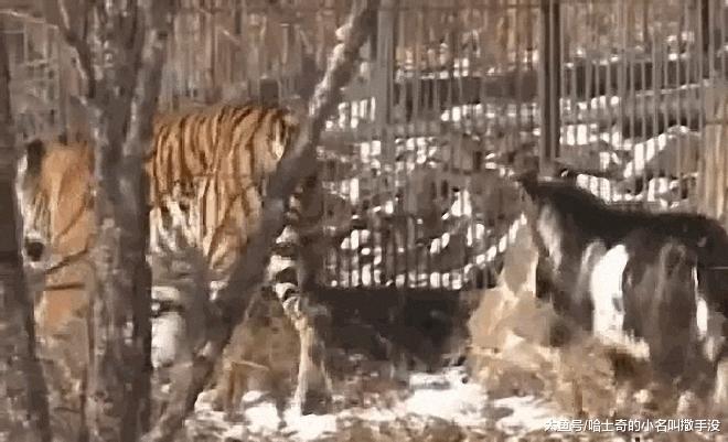 山羊: 前面的老虎是我刚拜的大哥, 我看你们以后谁还敢欺负我