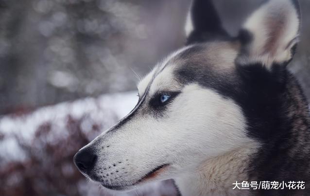 你觉得什么狗狗“不忠诚”? 我认为是这5大狗狗, 见人就亲!