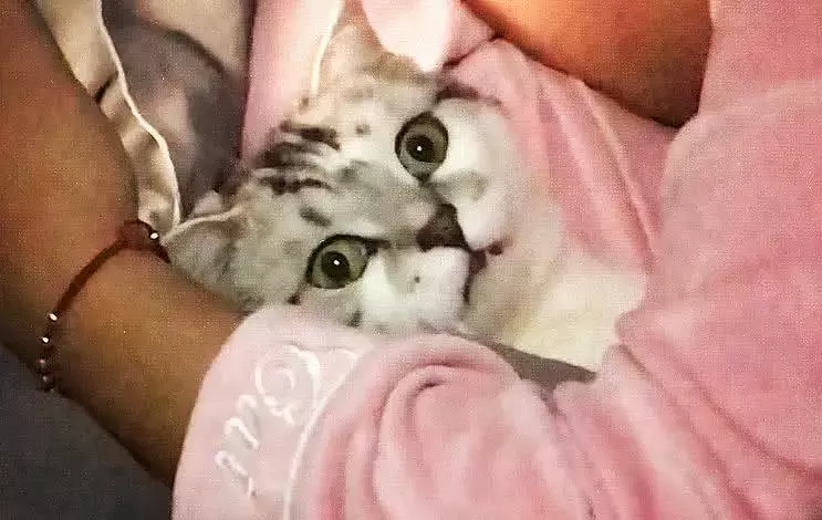 猫咪被寝室同学抢走, 直接带进被窝里, 猫猫委屈了: 我被玷污了