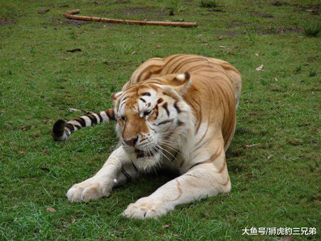 这种大猫是孟加拉虎的“最美变异”, 除了颜值高, 体型也更大
