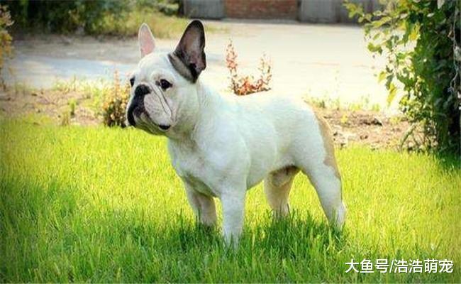 下面5种狗狗让你选一种喂养, 你会选哪个? 第一种很受欢迎