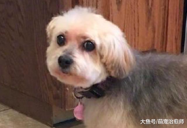 狗狗到了换毛期, 主人把它腿上的毛剃光了! 狗: 我怕得老寒腿啊!