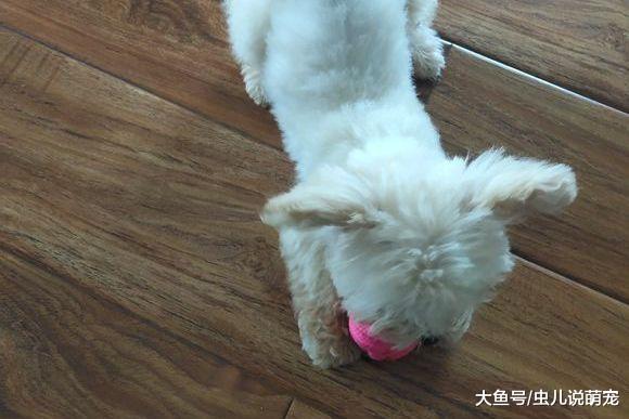 泰迪都已经三个月了, 它才这么一点点, 好期待它长大!