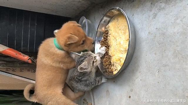 小奶猫太霸道了, 守着狗粮盆不说, 还用爪子把狗狗把拉开