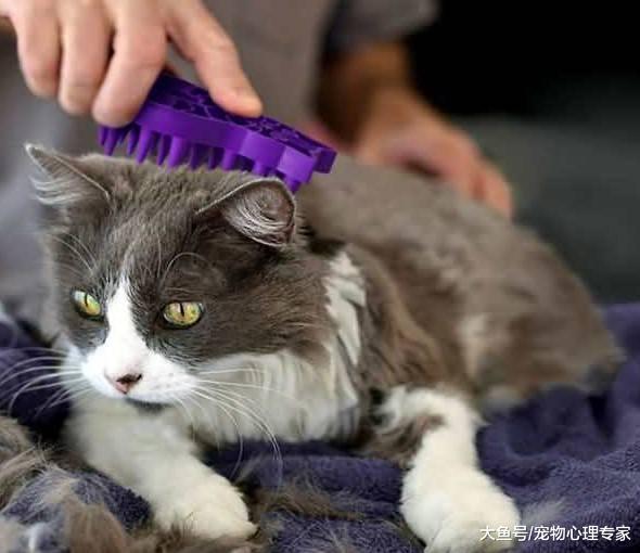 家中下鹅毛大雪? 竟是猫咪制造的! 主子也有脱发困扰?