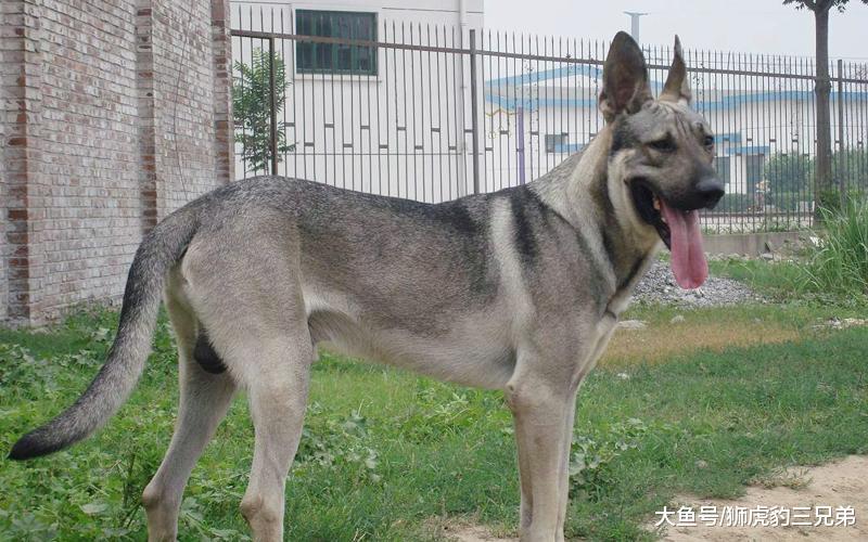 国内4种性格最猛的狗, 前两只为狼犬, 最后位打猎厉害