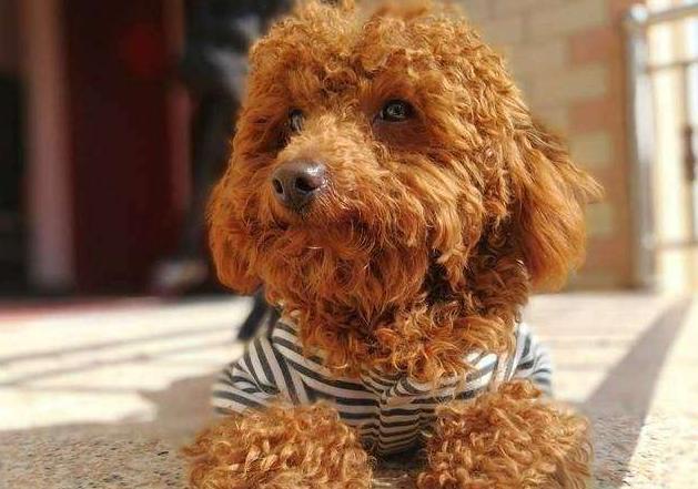 一只泰迪犬的毛色越来越浅, 主要有这5个原因!