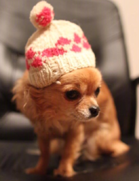 狗狗: 主人我走了, 你们晚安, 我不能再陪伴你了