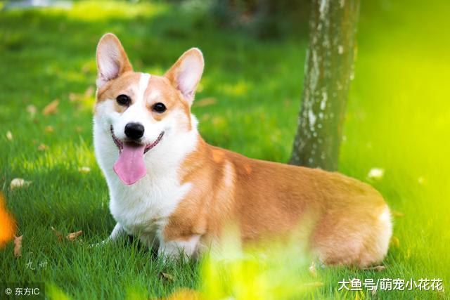 就这几点, 可以帮助你延长“柯基犬”寿命, 要不要!