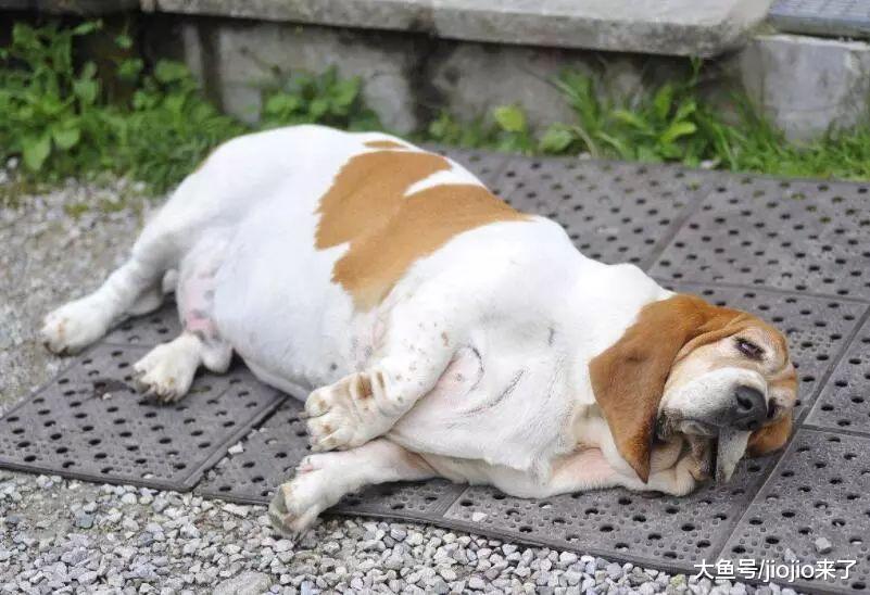 狗狗肥胖危害多, 别因为溺爱拿狗狗的生命做赌注