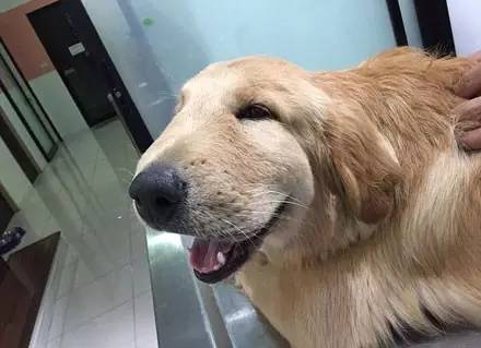 被蜜蜂叮到妈都不认得它的汪星人们