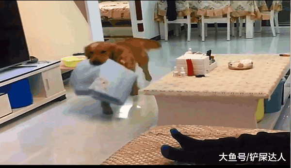 小主人在沙发睡觉, 金毛叼被子保暖, 下一举动证明已经成精