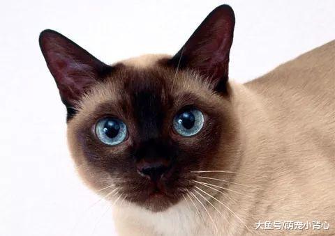 最自来熟的几种猫咪, 铲屎官都要吃醋啦~