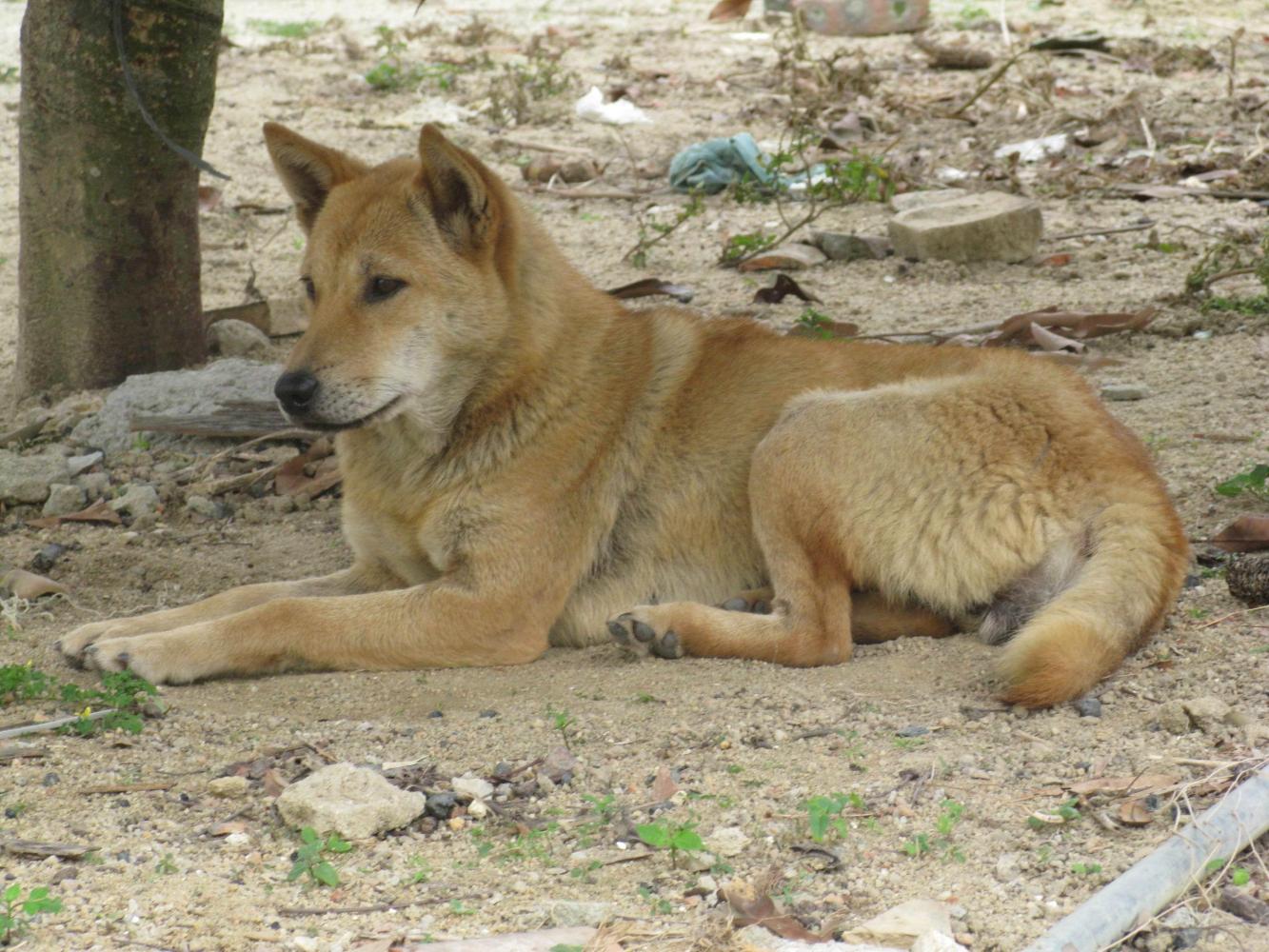忠诚老黄狗为何会沦落成盘中餐, 这画面一言难尽