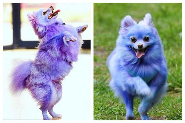 警惕: 这5个行为, 换来的只会是狗狗对你的厌恶!