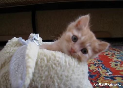 猫咪从小就爱钻拖鞋, 长大了还在钻, 网友: 这是只有味道的猫!