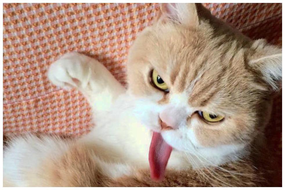 猫咪被寝室同学抢走, 直接带进被窝里, 猫猫委屈了: 我被玷污了