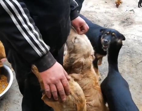 第二站, 河北石家庄, 200多条流浪狗, 5000多斤粮食