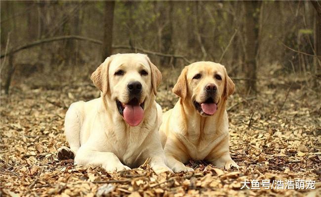 家里有孩子适合喂养下面5种狗, 金毛在内, 第五个价格低, 好养活