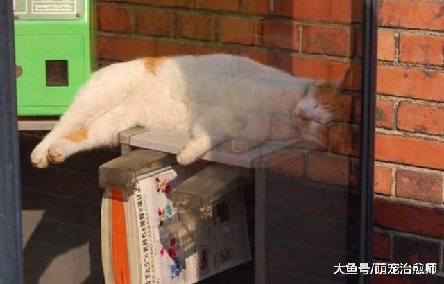 网友想进电话亭打电话, 却发现有只猫在里面睡觉, 猫: 我霸占了!