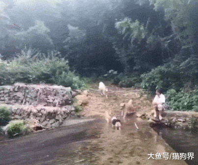 地面湿滑, 狗子超速, 一下子扎河里了, 狗狗: 我控制不住我自己啊