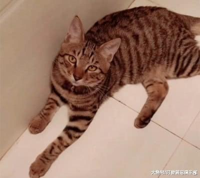 每次主人上厕所, 猫咪都帮忙抢着盖屎, 网友: 它想当你的铲屎官