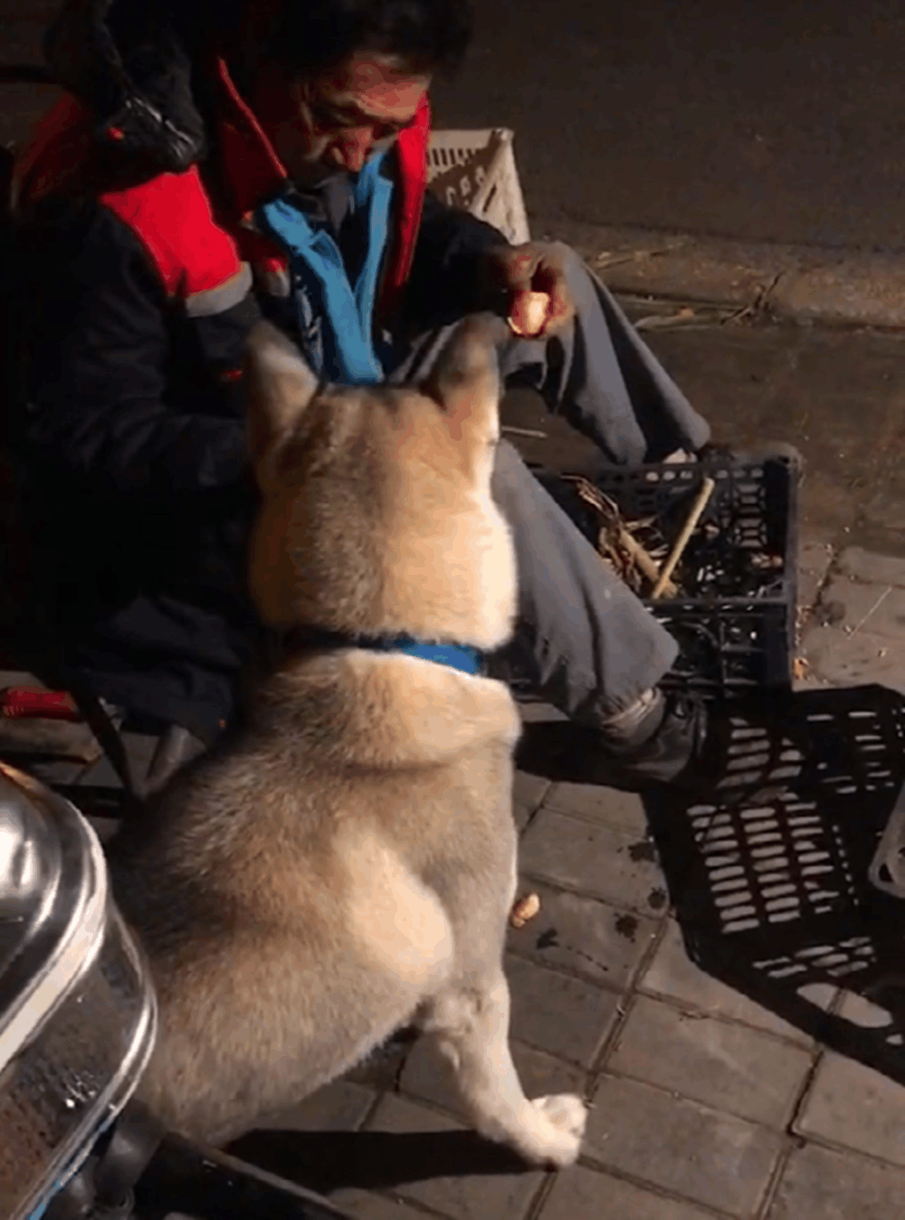 哈士奇爱吃橘子, 在街边水果摊前站着不走, 还要大爷掰开橘子喂…