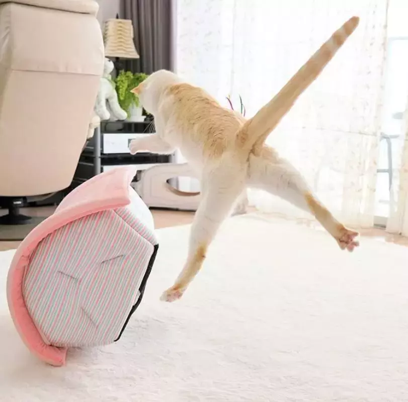 飞翔吧, 喵星人