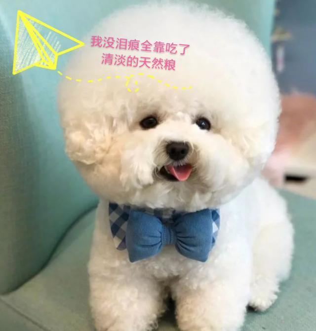 比熊这样养, 养了3年都没泪痕! 分享一位资深铲屎官的养狗秘诀!