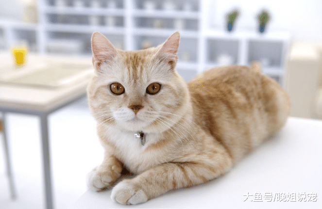 最活泼的4种猫咪, 逮到谁都玩得很尽兴, 你家猫咪中招没?