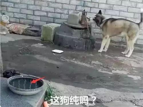 主人将二哈关院子里反省, 结果看到这画面, 二哈果然二!