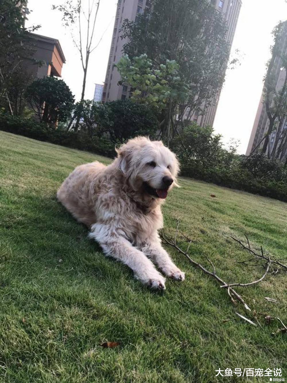 金毛相伴主人8年误服老鼠药身亡, 疑似邻居对其不满狠下毒手