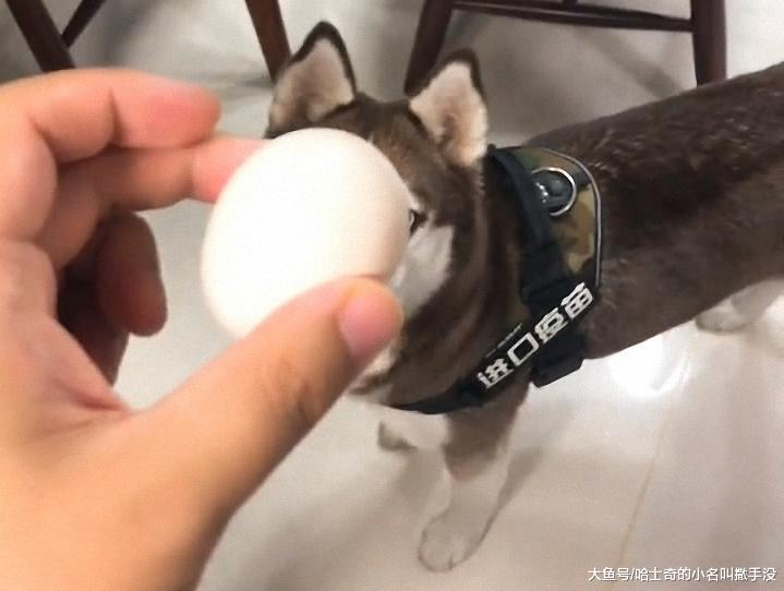 整整一箱子鸡蛋只剩下两个了, 面对我的质问, 二哈来了个吃蛋表演