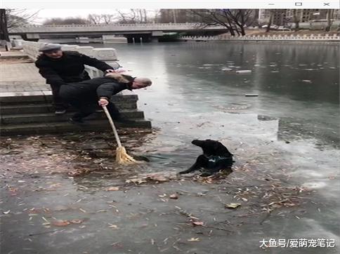 拉布拉多第一次见到湖面结冰, 跳完就身陷冰窟窿, 这智商随二哈吧