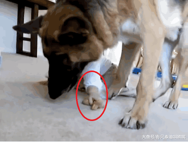 德国狼犬被任性宝宝抢走吃到一半的饼干, 但却超暖心回应宝宝的举动