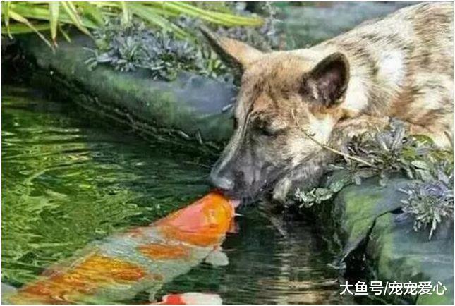 男子发现狗狗最近老往外跑, 跟踪过去后, 看到虐心的画面
