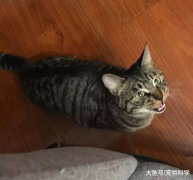 我家喵总是催我快点儿关灯睡觉