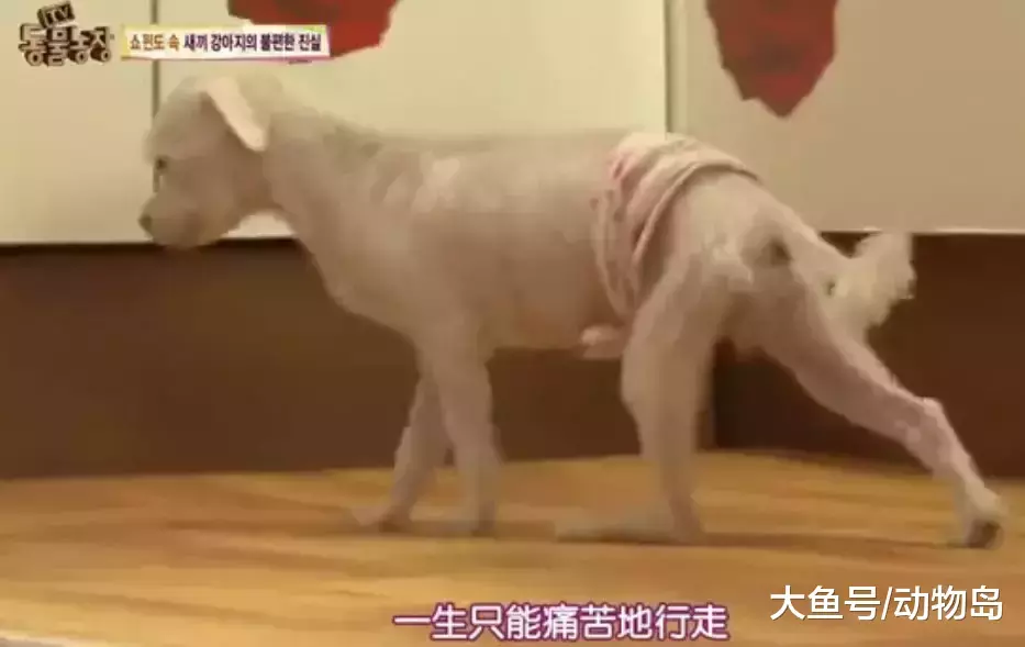 每天不停地被迫交配, 注射发情药物, 母狗们的命运何时能改变?
