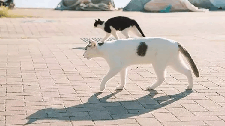 收服高冷猫咪的绝招, 赶紧get起来, 一般人不知道