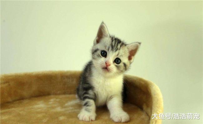 5种最适合家养的猫咪, 干净卫生, 性格也特别好!
